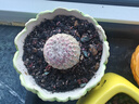 紅太陽(yáng)仙人球稀有品種開(kāi)花多肉植物盆栽花卉仙人掌小型綠植桌面花 紅太陽(yáng)5厘米【1顆】 曬單實(shí)拍圖