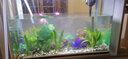 美之海魚(yú)缸客廳家用小型長(zhǎng)方形桌面魚(yú)缸水族箱懶人免換水生態(tài)上過(guò)濾魚(yú)缸 83*34*65cm 下單默認(rèn)發(fā)白色 曬單實(shí)拍圖