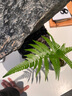 蕨類(lèi)植物苔蘚球水培四季小型厥類(lèi)綠植老樁盆景造景大型一葉蕨盆栽 一葉蕨30cm以下 不含盆 曬單實(shí)拍圖