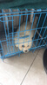 比熊幼犬活體純種比熊寵狗狗活體狗狗幼犬幼崽小狗 寵物級 SSS級 母 曬單實(shí)拍圖