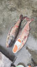壹條魚(yú)兒吳亞浮底抽心釣魚(yú)餌料果味顆粒伴侶黑坑盤(pán)老板垂神1234號釣魚(yú)小藥 垂神2號+4號+功夫果園+垂神誘 曬單實(shí)拍圖