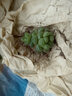 大型多肉植物 大珊瑚多肉植物玉露多肉植物大顆 大多肉植物新 淺黃色 葡萄3-5cma 不含盆 曬單實(shí)拍圖