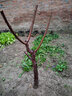 歐悟煙臺櫻桃苗嫁接車(chē)厘子樹(shù)苗庭院陽(yáng)臺盆栽地栽果樹(shù)苗南北方種植苗木 地徑3厘米粗分枝多 81cm(含)-110cm(含) 曬單實(shí)拍圖