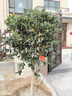 傾潤原生桂花樹(shù)苗高桿桂花大樹(shù)庭院地栽濃香型丹桂金桂盆栽四季桂花苗 丹桂花 5公分1.8-2米高當年開(kāi)花爆滿(mǎn) 曬單實(shí)拍圖
