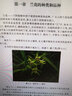 家庭種花養(yǎng)花鑒賞圖鑒認(rèn)識常見花草植物花卉書籍一花一世界一草一天堂身邊花草樹木速查圖鑒 一花一器 水培植物 定價49.8 曬單實(shí)拍圖