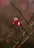 佳能（Canon） 全畫幅中遠(yuǎn)攝大光圈單反定焦鏡頭 佳能EF 135mm f/2L USM  標(biāo)配 曬單實拍圖