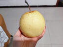 式果禮河北趙縣雪花梨【趙州特產(chǎn)】秋月梨皇冠梨冰糖雪梨香鴨梨新鮮水果 凈重4.5斤 大果【單果350g+】彩箱 曬單實(shí)拍圖