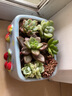 綠蔭巷子多肉植物組合盆栽陶瓷花盆新手肉肉辦公室內桌面裝飾水果圖案 京東快遞【藍櫻桃方盆】6顆隨機不重復 曬單實(shí)拍圖