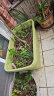 爱丽思（IRIS）种菜盆蔬菜种植箱塑料花盆特大号阳台种菜神器户外花箱种花菜盆 热款 大(70cm长)绿色 送隔网 实拍图