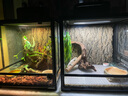 REPTIZOO新派寵物爬蟲加熱燈罩爬寵陸龜曬背燈保溫uva防燙uvb燈架 雙燈罩 曬單實拍圖
