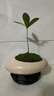 自然空間墨西哥鐵樹(shù)盆栽四葉草室內辦公室桌面四季好養綠植中式禪意小盆景 化緣（白）墨西哥鐵+09鏤空座 曬單實(shí)拍圖