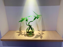 小潔匠選水培植物鐵樹(shù)小盆栽辦公室內桌面好養易活綠植盆景一帆風(fēng)順 鐵樹(shù)寶寶-扁舟瓶 含盆 曬單實(shí)拍圖