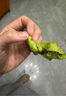首誠高端蔬菜寶玉來十萬級凈化免洗西餐輕食沙拉色拉食材 兒童蔬菜鮮活嫩葉組合裝（寶玉來5袋+優(yōu)雅5袋） 曬單實(shí)拍圖