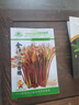 種菜記紅油香椿種子野生四季播特色蔬菜種子春苗春季發(fā)芽多年生香椿芽 紅油香椿10克 曬單實(shí)拍圖