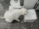 来旺兄弟猫咪饮水机自动循环宠物狗狗智能喂水器活水水盆升级2.0 白色款 实拍图