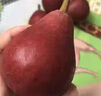 南步陜西紅啤梨 太婆梨早酥彩虹梨子火把香脆冠梨子雪梨貢梨新鮮水果 5斤 中大果【單果100g+】 曬單實(shí)拍圖
