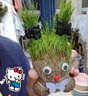 旺浦商貿(mào)頭上長草娃娃開花草頭娃娃創(chuàng)意迷你小盆栽桌面陽臺趣味水培綠植物 開花娃娃草頭娃娃各1個+托盤噴瓶 曬單實拍圖