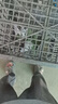 新品巨兔喜馬拉雅兔子活物大型肉兔子苗幼崽兔子活體家養大型兔苗 純種花色 一公一母【能繁殖】 曬單實(shí)拍圖
