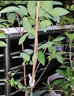 四季菠蘿蜜樹樹苗嫁接紅肉菠蘿蜜樹苗馬來西亞1號黃肉干苞果樹苗 【4年四季黃肉干苞】帶育苗杯發(fā) 40cm(含)-50cm(不含) 曬單實拍圖
