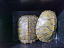 易萌 黄金巴西龟活物炫彩龟小乌龟活体宠物龟半水龟招财龟草龟 7-9厘米两只 实拍图