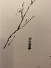芥子園畫傳（白話圖解版）梅蘭竹菊 曬單實(shí)拍圖