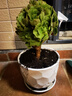 御春閣 盆栽多肉植物組合盆栽 多肉綠植花卉室內(nèi)植物 好養(yǎng)的多肉植 萬(wàn)圣節(jié) 曬單實(shí)拍圖