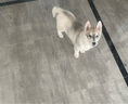京狼圖騰雙血統(tǒng)賽級哈士奇幼犬中型犬西伯利亞雪橇犬幼犬狗狗活體寵物狗 賽級 2 曬單實拍圖