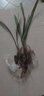 蘭花苗大花蕙蘭墨蘭 虎頭蘭當(dāng)年開(kāi)花大花惠蘭春蘭苗盆栽室內(nèi)陽(yáng)臺(tái)桌面花卉 百花紅舌 曬單實(shí)拍圖