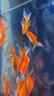 長(cháng)尾大紅草金魚(yú)鳳尾活魚(yú)冷水觀(guān)賞魚(yú)好養耐活淡水魚(yú)紅草魚(yú)短尾草金 18-20cm紅草9條 曬單實(shí)拍圖