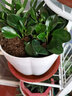 看匠碧玉豆瓣綠室內桌面陽(yáng)臺客廳多年生四季常青花卉綠植盆栽好養易活 一盆 曬單實(shí)拍圖