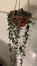 櫻霞吊蘭室內(nèi)垂吊綠植金心金邊口紅辦公室綠植盆栽 愛(ài)之蔓1盆 吊蘭盆 曬單實(shí)拍圖