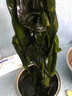 鹽漬裙帶菜半干貨5斤海帶嫩苗絲兒童海菜白菜非特級脂肪0裙帶菜y 裙帶菜【當季新貨】 2500g 曬單實拍圖