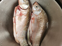 品鮮肴淡水魚(yú)土鯽魚(yú)鮮活魚(yú)現殺漁民野外自然捕獲生鮮水產(chǎn)湖鮮凈膛去內臟 鮮活宰殺4-6條 800g（三去凈重） 曬單實(shí)拍圖