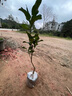 廣西沙田柚子樹(shù)苗木嫁接三紅心蜜柚庭院綠化南北方種植盆地栽果苗 紅心蜜柚 三年苗 曬單實(shí)拍圖