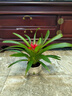 意軒鴻運當(dāng)頭綠植盆栽花卉植物四季開花室內(nèi)客廳水培植物紅星鳳梨水養(yǎng) 鴻運當(dāng)頭20-25公分【陶瓷花盆】 曬單實拍圖