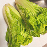 貴州麻葉菜農家自種大白菜新鮮蔬菜當季青麻菜火鍋菜時(shí)令蔬菜 2斤 曬單實(shí)拍圖