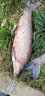 寶福?。╞aofuyin） 釣青魚珠珠硅膠軟餌料大物顆粒黑坑巨物浮水緩沉水藍(lán)莓漁具用品 螺肉味 18mm  20顆  沉水緩沉 曬單實(shí)拍圖