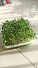 芽苗菜專(zhuān)用種子白蘿卜油葵香椿苜蓿紫蘇亞麻香菜菠菜速生無(wú)土水培 菠菜種子100克（芽苗菜專(zhuān)用） 曬單實(shí)拍圖