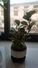 小盼小葉菩提樹盆栽帶果植物室內(nèi)辦公室好養(yǎng)活禪意客廳綠植微盆景 特級(jí)大菩提40果左右+喜鵲盆+底座 帶盆栽好 曬單實(shí)拍圖