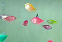 天使魚活體群游魚觀賞魚淡水斑馬魚孔雀魚七彩色金魚好養(yǎng)新手魚 20條6色隨機3.2-4.5厘米 曬單實拍圖