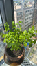 【雅之典】虎頭茉莉花盆栽室內(nèi)花卉雙色茉莉觀花植物綠植重瓣筆尖茉莉四季開花帶花苞 筆尖茉莉 獨桿 不含盆 曬單實拍圖