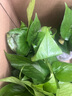 櫻霞綠蘿盆栽室內(nèi)植物綠植水培長藤垂吊大葉綠籮陽臺(tái)家用 12O#白色盆自水12盆+4肥+京東 送貨上門 曬單實(shí)拍圖