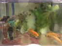 陶粒砂水族箱陶瓷沙水草泥營養(yǎng)能源種植土基肥料魚缸造景底砂黑泥 陶粒2斤 曬單實拍圖