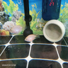 甄夢(mèng)漁野可繁殖組熱帶觀(guān)賞魚(yú)白金寶藍迷你鸚鵡魚(yú)種魚(yú)一對公母淡水卵生配對 大號白金公母一對可繁殖5-6cm 曬單實(shí)拍圖