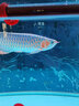 馬印神燈金龍魚燈魚缸潛水燈LED防水紅龍增艷三基色水族發(fā)色燈固色燈 金龍紅龍發(fā)色燈13000K白燈142CM65W 曬單實拍圖