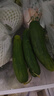 京喜加新鮮無刺水果小黃瓜小青瓜脆甜荷蘭脆嫩生吃黃瓜蔬菜 水果黃瓜 1斤 凈重 曬單實拍圖