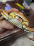 【禮券】金碧波陽(yáng)澄湖大閘蟹花開(kāi)富貴型公4兩母3兩4對8只鮮活螃蟹中秋國慶禮盒禮品卡 曬單實(shí)拍圖