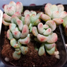 多肉 多肉植物自選套餐系列組合搭配花卉盆栽綠植可愛(ài)精選多肉 香水羅琦 4-6頭 塑料盆發(fā)貨 曬單實(shí)拍圖