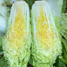 壽禾 快菜種子苗蔬菜種籽夏秋季小白菜籽 濰育奶油快菜種子20g×10袋 曬單實(shí)拍圖