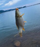 谷蜀香超強(qiáng)誘魚(yú)粉野釣黑坑千米聚魚(yú)主攻鯽鯉青餌料添加劑爆護(hù)信息素神器 一瓶裝 曬單實(shí)拍圖